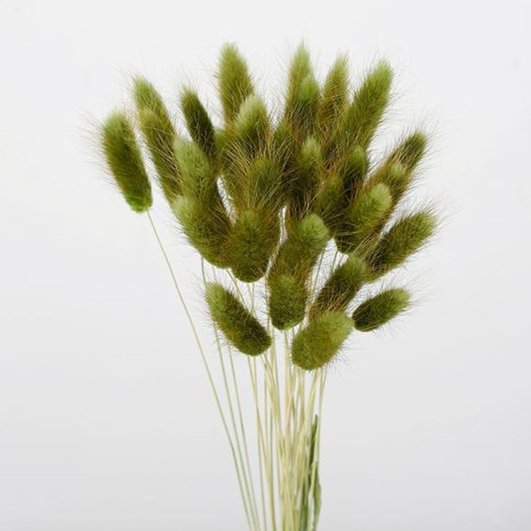 Bakewareind Bunny Tails Natural Dried,Moss Green - Bakeware India