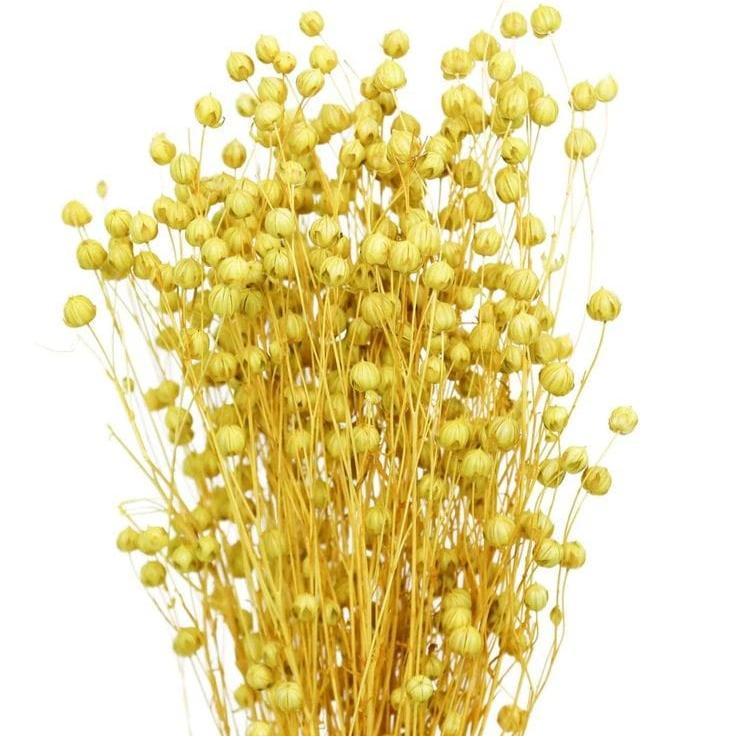 Bakewareind Dried Acacia Bean Flower Preserved, Yellow - Bakeware India