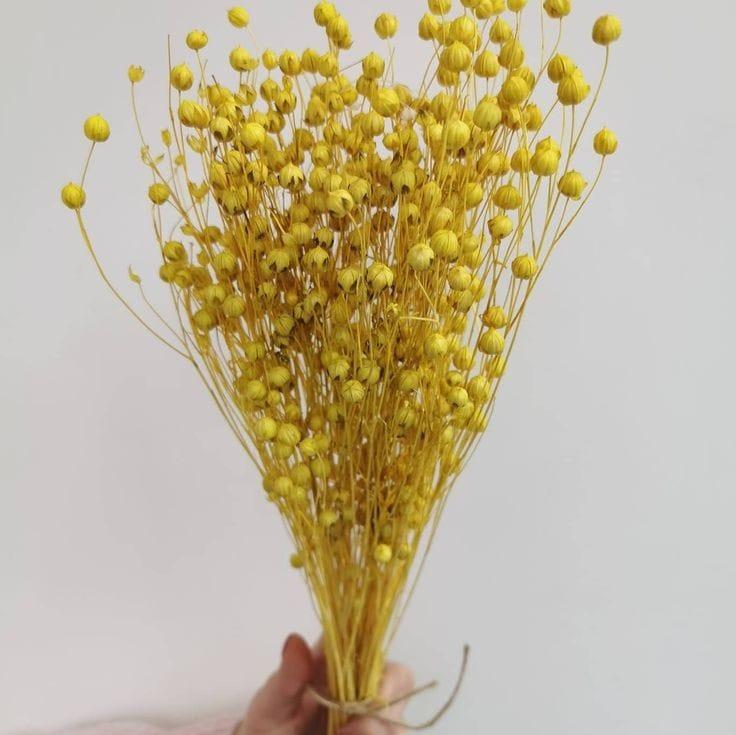 Bakewareind Dried Acacia Bean Flower Preserved, Yellow - Bakeware India