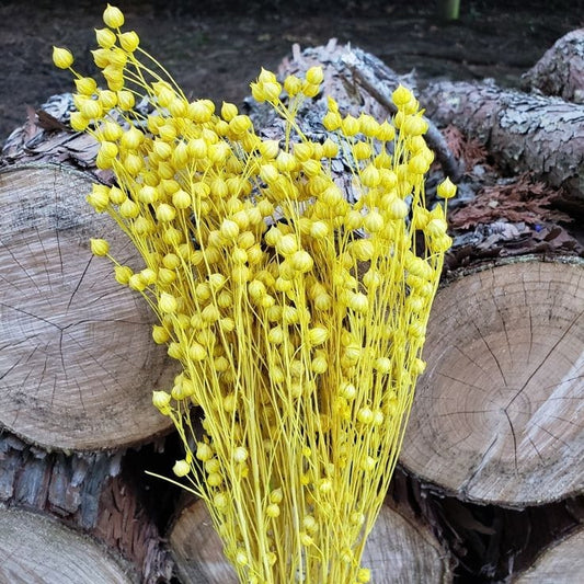 Bakewareind Dried Acacia Bean Flower Preserved, Yellow - Bakeware India