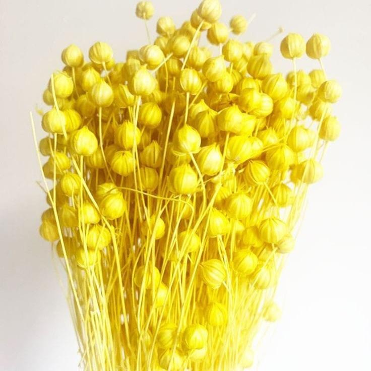 Bakewareind Dried Acacia Bean Flower Preserved, Yellow - Bakeware India