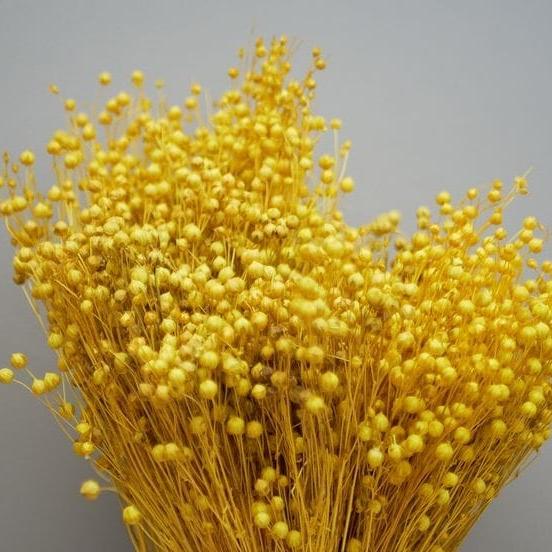 Bakewareind Dried Acacia Bean Flower Preserved, Yellow - Bakeware India