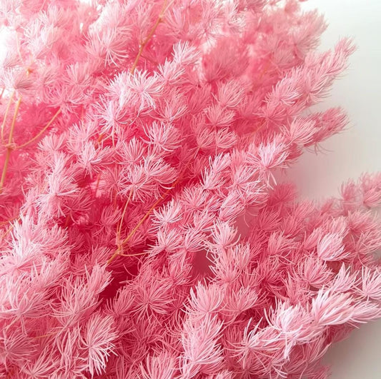 Bakewareind Dried Asparagus Leaves Preserved, Pink - Bakeware India