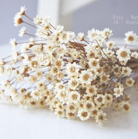 Bakewareind Dried Brazilian Daisy Flower Preserved, White - Bakeware India