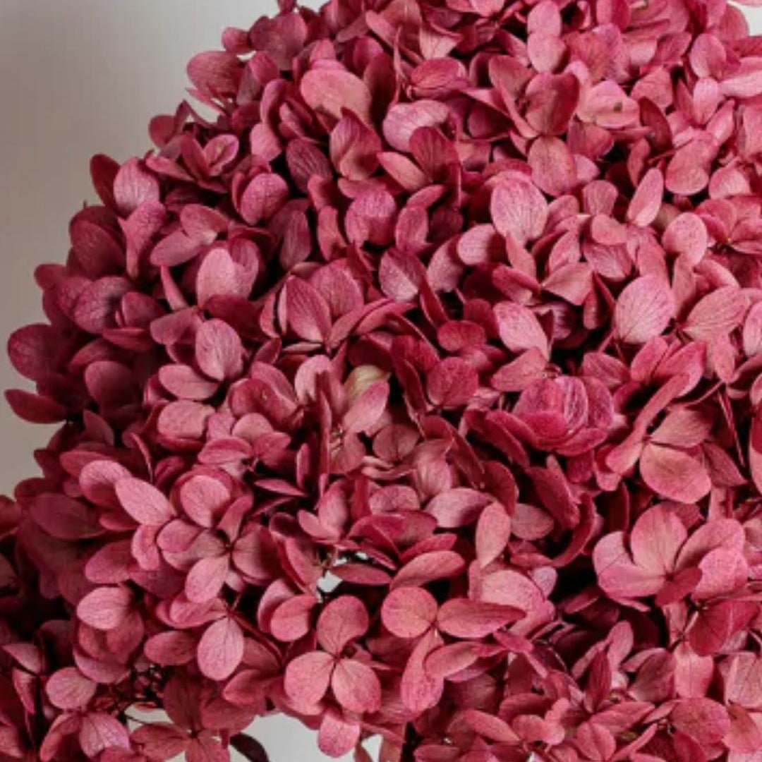 Bakewareind Dried Cone Hydrangeas Leaves Preserved, Burgundy - Bakeware India