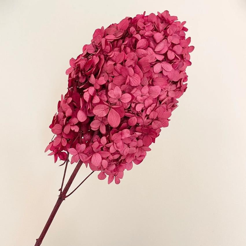 Bakewareind Dried Cone Hydrangeas Leaves Preserved, Burgundy - Bakeware India