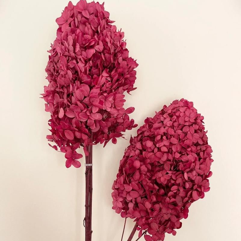 Bakewareind Dried Cone Hydrangeas Leaves Preserved, Burgundy - Bakeware India