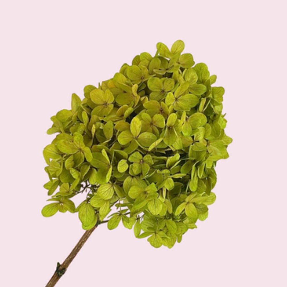 Bakewareind Dried Cone Hydrangeas Leaves Preserved, Natural Green - Bakeware India