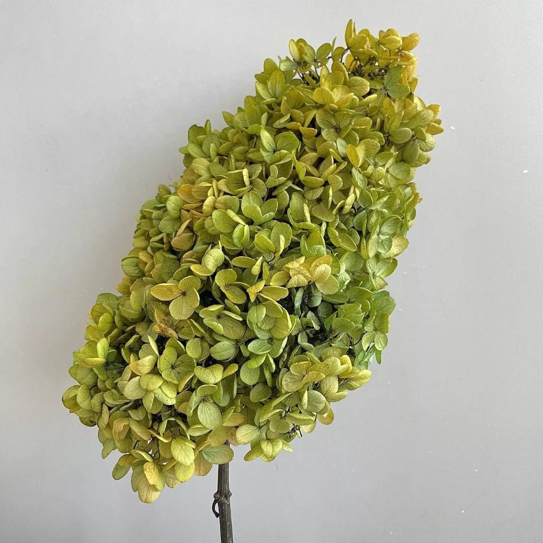Bakewareind Dried Cone Hydrangeas Leaves Preserved, Natural Green - Bakeware India