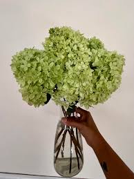 Bakewareind Dried Cone Hydrangeas Leaves Preserved, Natural Green - Bakeware India