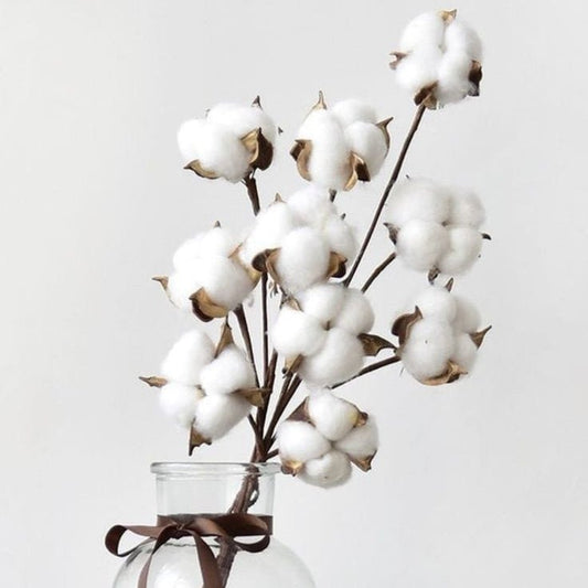 Bakewareind Dried Cotton Flower Natural - White, 10 sticks - Bakeware India