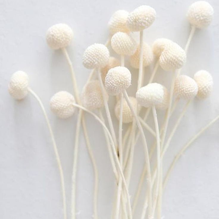 Bakewareind Dried Crasspedia Billy Balls Flower, White - Bakeware India