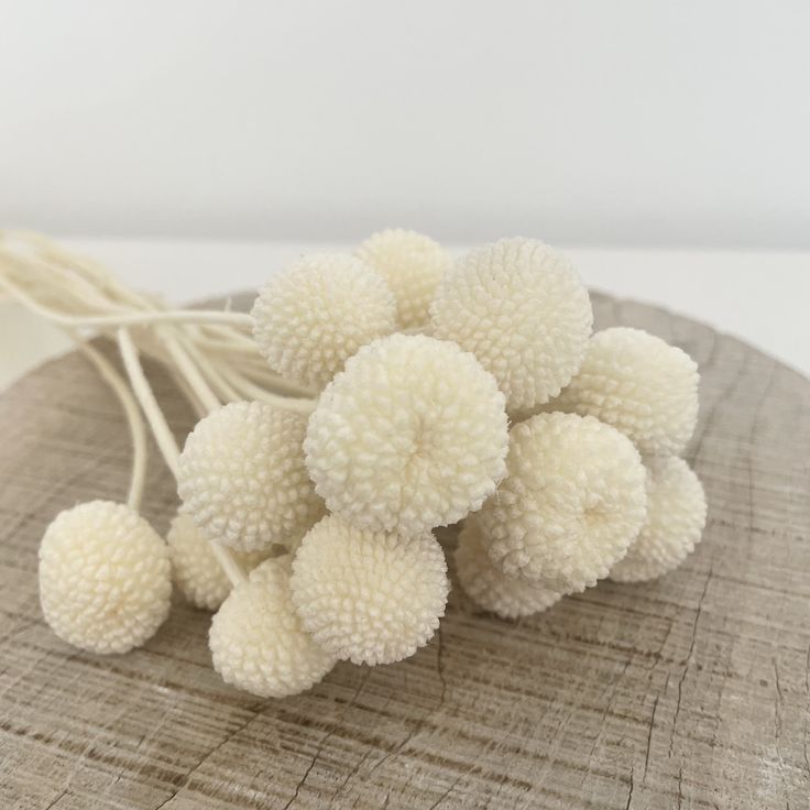 Bakewareind Dried Crasspedia Billy Balls Flower, White - Bakeware India
