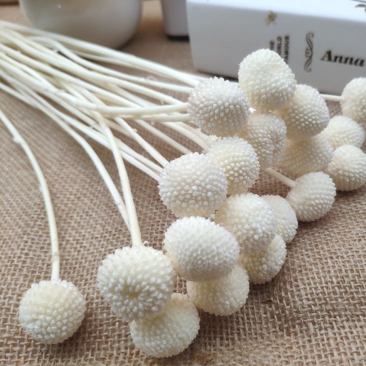 Bakewareind Dried Crasspedia Billy Balls Flower, White - Bakeware India