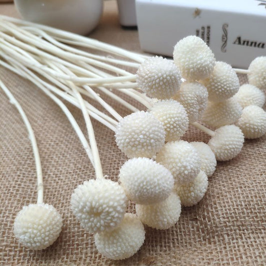 Bakewareind Dried Crasspedia Billy Balls Flower, White - Bakeware India