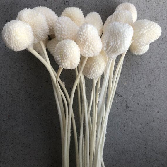 Bakewareind Dried Crasspedia Billy Balls Flower, White - Bakeware India