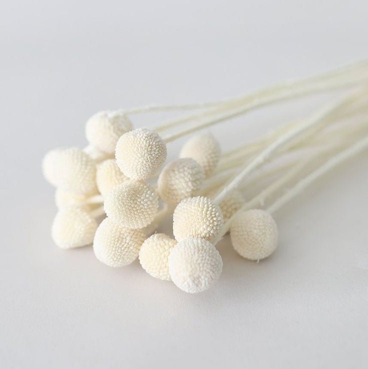Bakewareind Dried Crasspedia Billy Balls Flower, White - Bakeware India