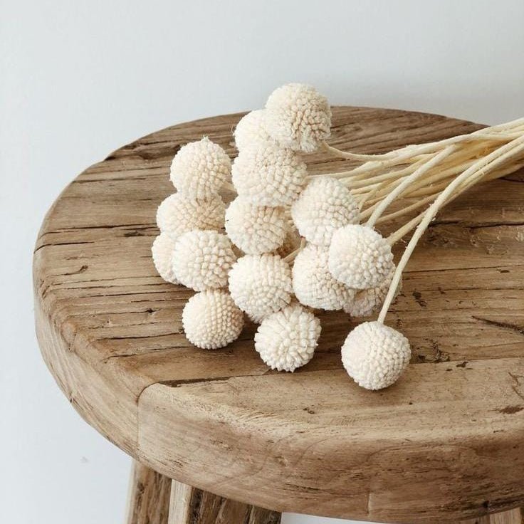 Bakewareind Dried Crasspedia Billy Balls Flower, White - Bakeware India