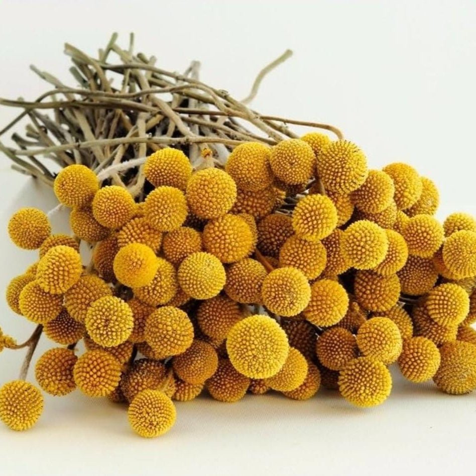 Bakewareind Dried Crasspedia Billy Balls Flower, Yellow - Bakeware India