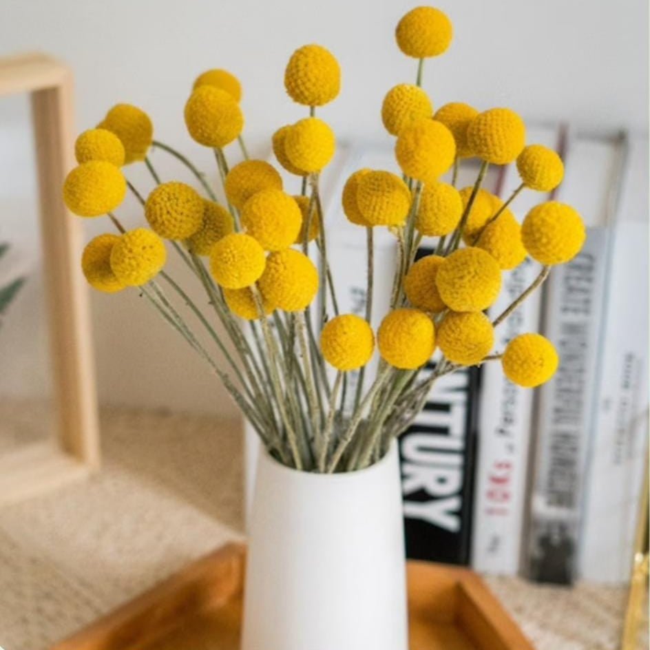 Bakewareind Dried Crasspedia Billy Balls Flower, Yellow - Bakeware India