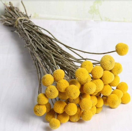 Bakewareind Dried Crasspedia Billy Balls Flower, Yellow - Bakeware India