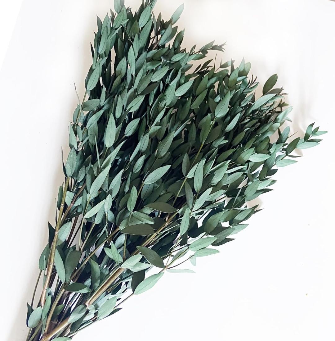 Bakewareind Dried Dollar Eucalyptus Leaves Preserved, Green - Bakeware India
