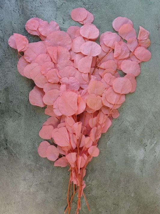 Bakewareind Dried Doller Eucalyptus Leaves Preserved [ Select colors ] - Bakeware India
