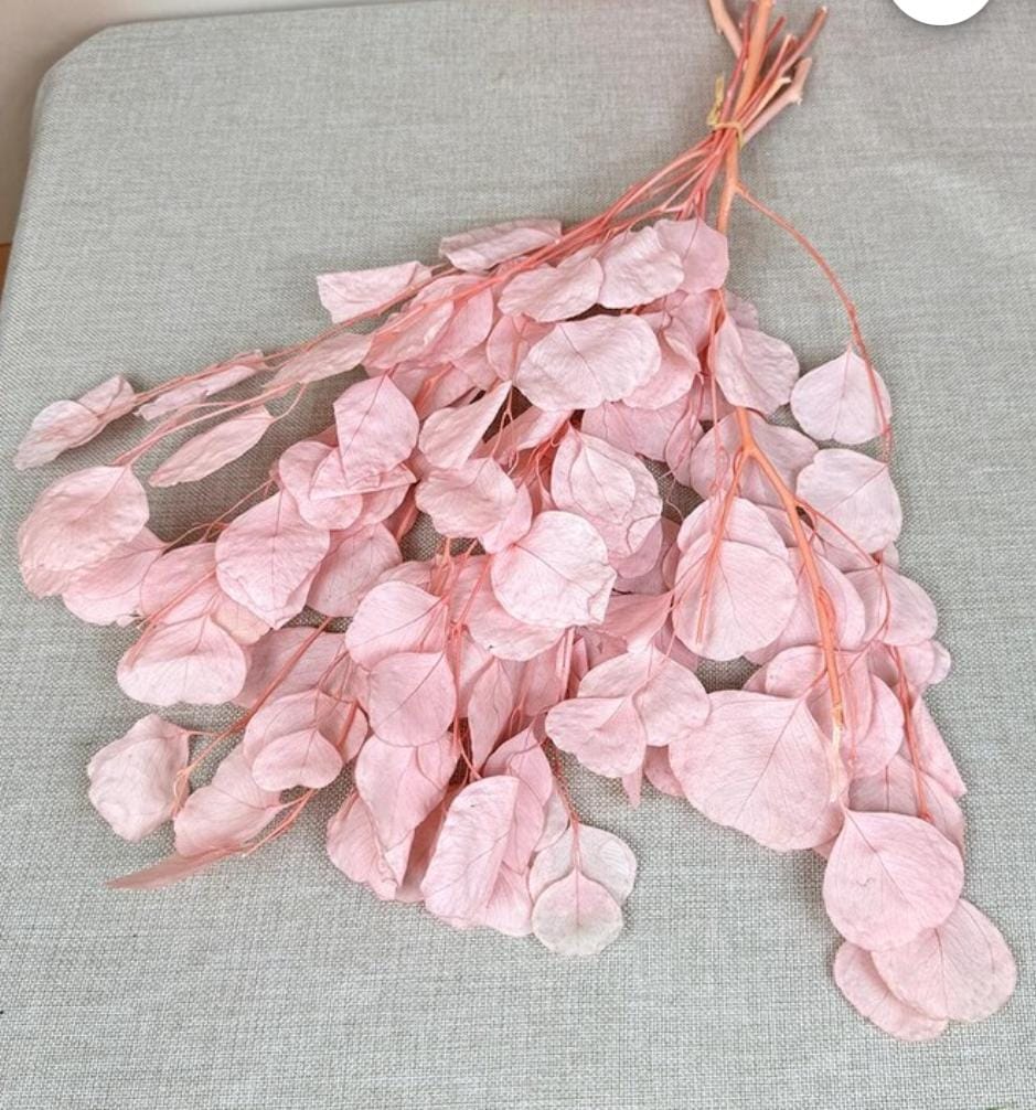 Bakewareind Dried Doller Eucalyptus Leaves Preserved [ Select colors ] - Bakeware India