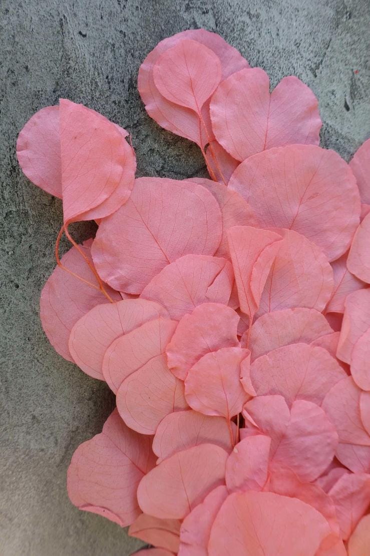 Bakewareind Dried Doller Eucalyptus Leaves Preserved [ Select colors ] - Bakeware India