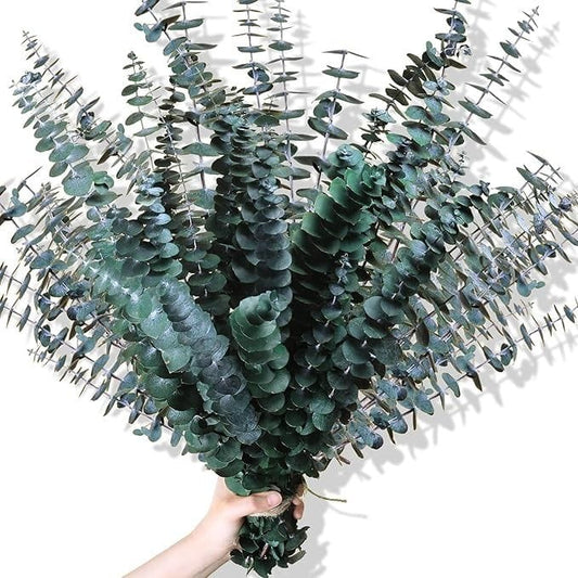 Bakewareind Dried Eucalyptus Leaves Preserved - Bakeware India
