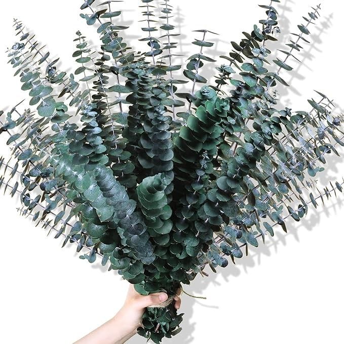 Bakewareind Dried Eucalyptus Leaves Preserved, Green - Bakeware India
