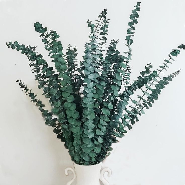 Bakewareind Dried Eucalyptus Leaves Preserved, Green - Bakeware India