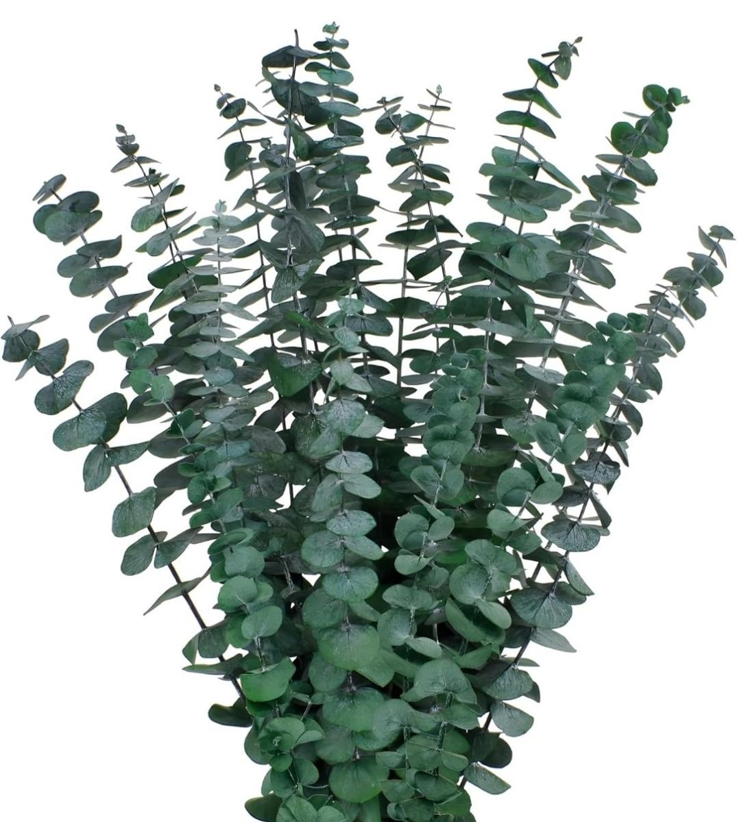 Bakewareind Dried Eucalyptus Leaves Preserved, Green - Bakeware India