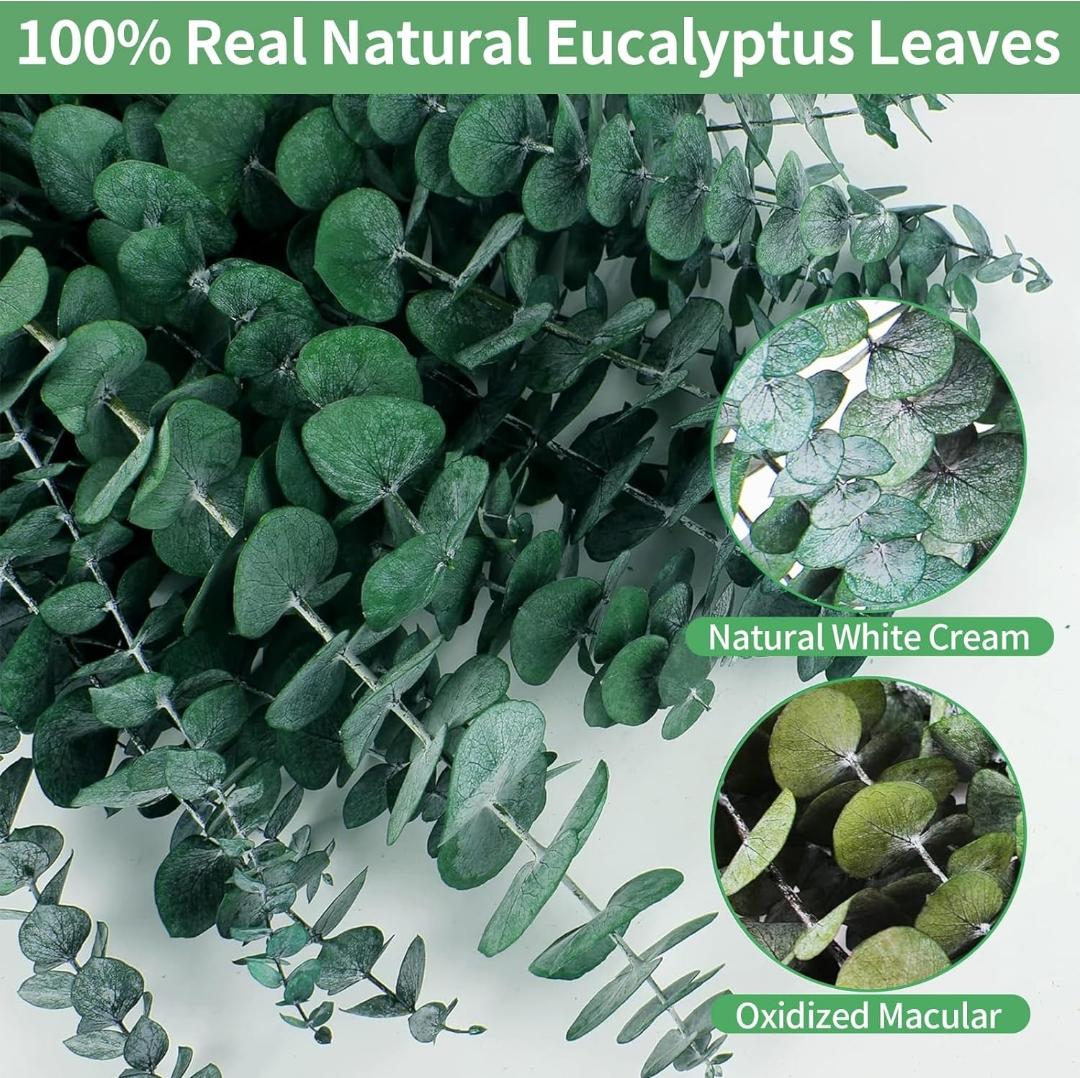 Bakewareind Dried Eucalyptus Leaves Preserved, Green - Bakeware India