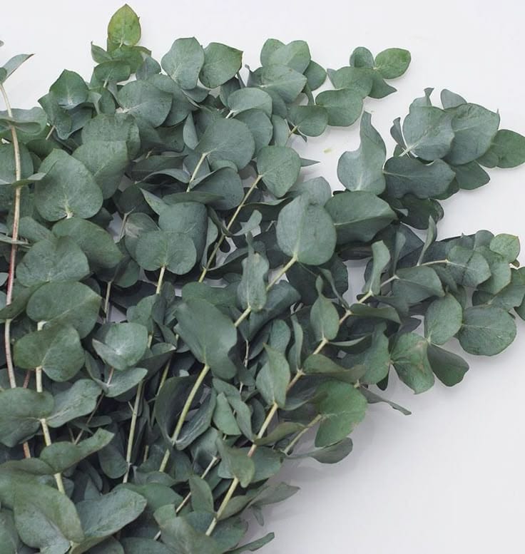 Bakewareind Dried Eucalyptus Leaves Preserved, Green - Bakeware India