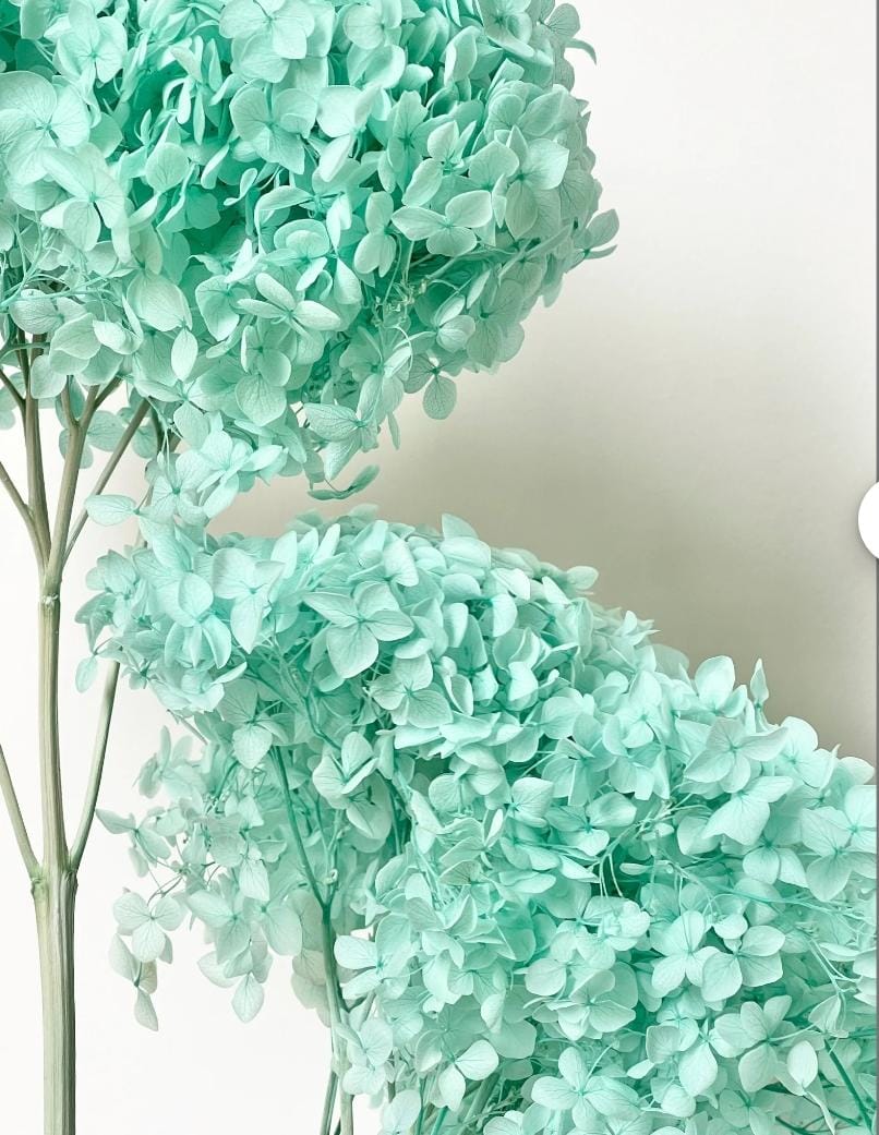 Bakewareind Dried Hydrangeas Leaves Preserved, Aqua Blue - Bakeware India