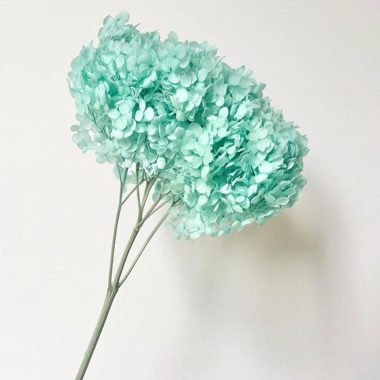 Bakewareind Dried Hydrangeas Leaves Preserved, Aqua Blue - Bakeware India