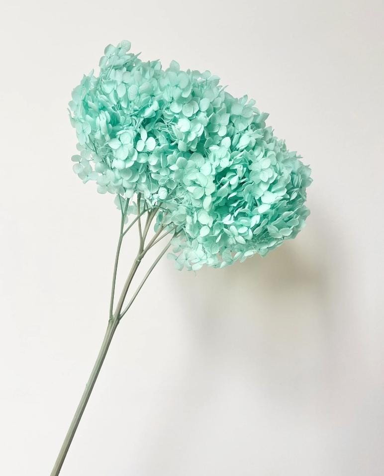 Bakewareind Dried Hydrangeas Leaves Preserved, Aqua Blue - Bakeware India