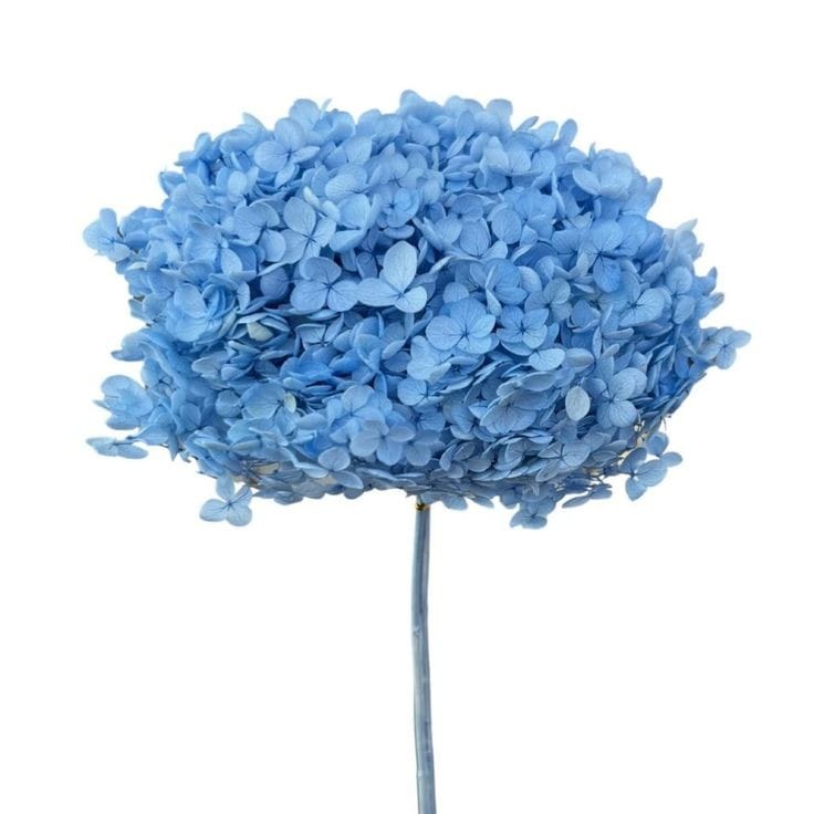 Bakewareind Dried Hydrangeas Leaves Preserved, Blue - Bakeware India