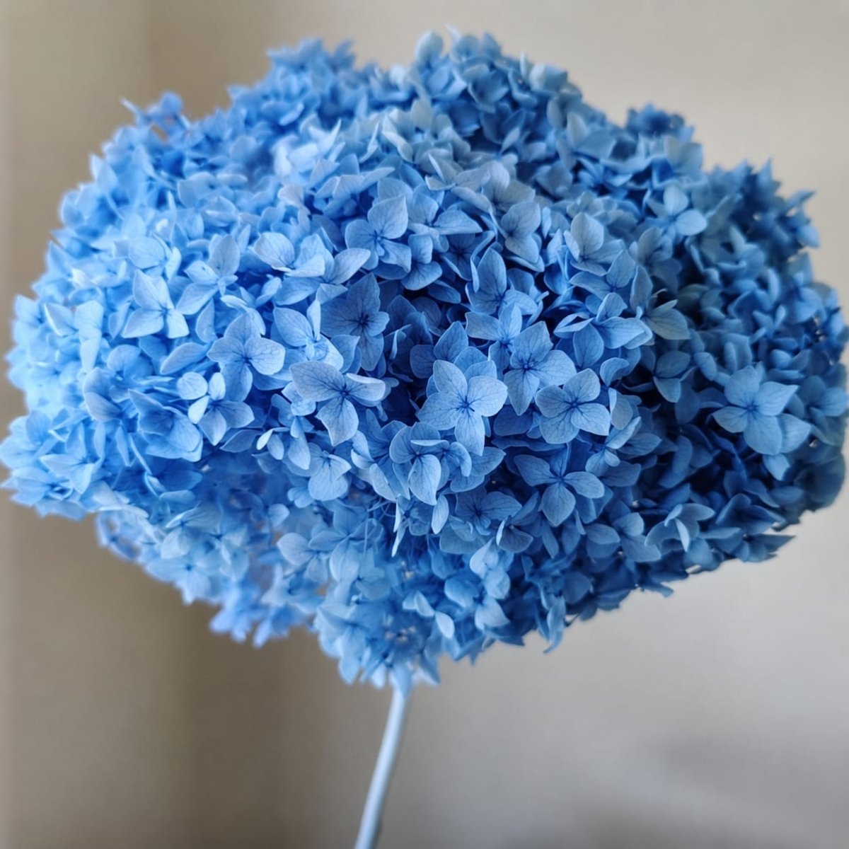 Bakewareind Dried Hydrangeas Leaves Preserved, Blue - Bakeware India