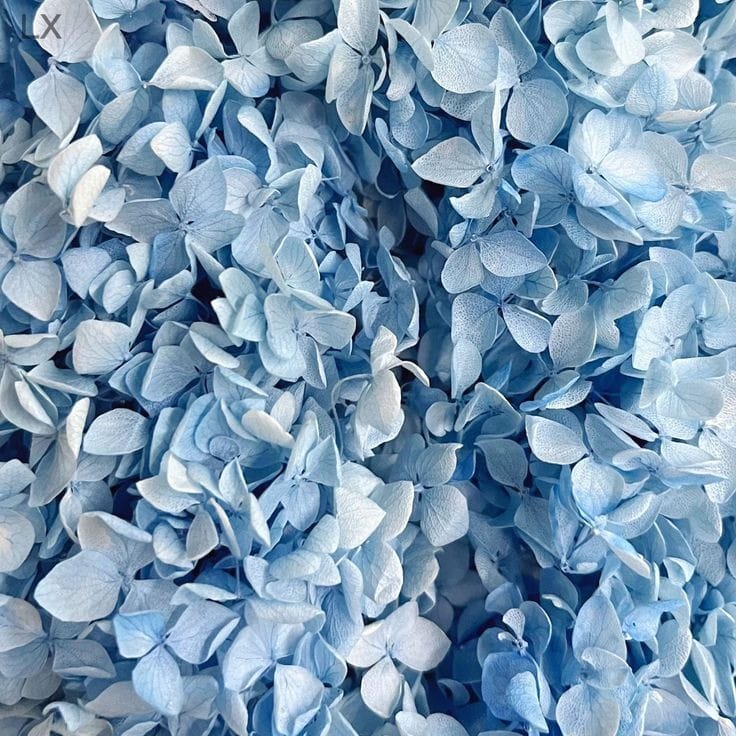 Bakewareind Dried Hydrangeas Leaves Preserved, Blue - Bakeware India