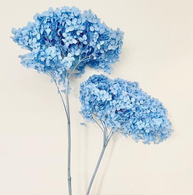 Bakewareind Dried Hydrangeas Leaves Preserved, Blue - Bakeware India