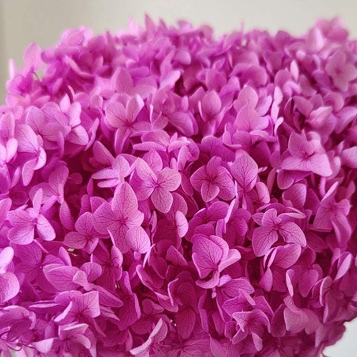 Bakewareind Dried Hydrangeas Leaves Preserved, Drak Pink - Bakeware India