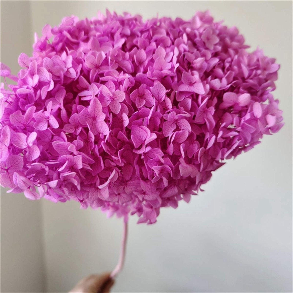 Bakewareind Dried Hydrangeas Leaves Preserved, Drak Pink - Bakeware India