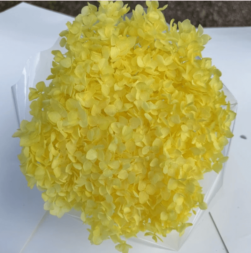 Bakewareind Dried Hydrangeas Leaves Preserved, Golden Yellow - Bakeware India