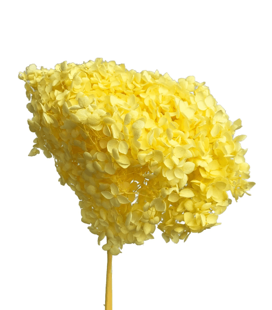 Bakewareind Dried Hydrangeas Leaves Preserved, Golden Yellow - Bakeware India