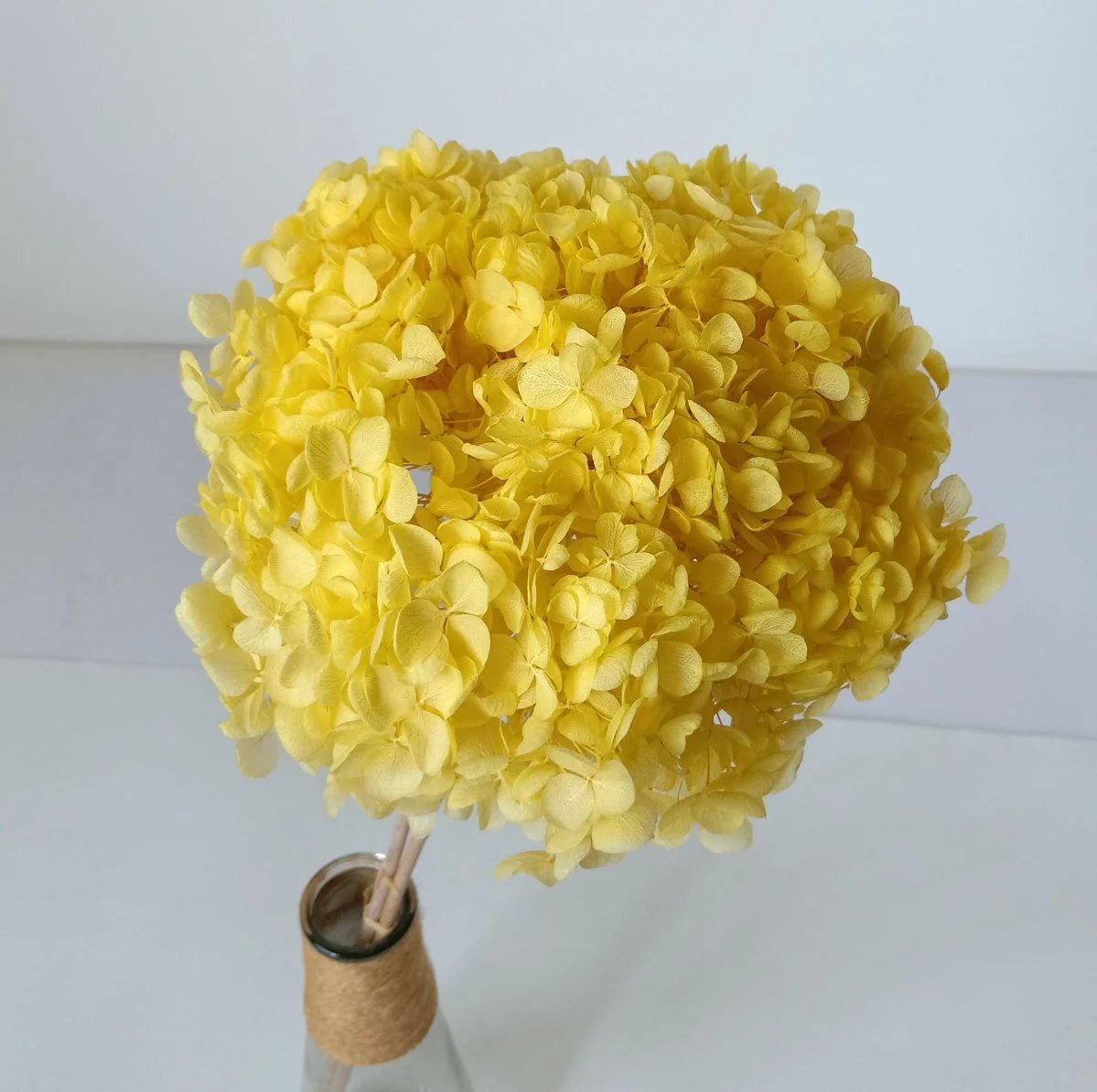 Bakewareind Dried Hydrangeas Leaves Preserved, Golden Yellow - Bakeware India