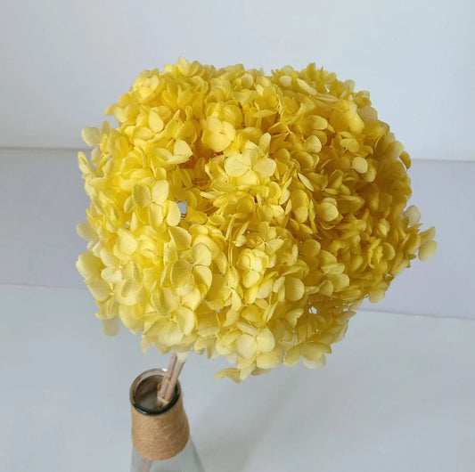 Bakewareind Dried Hydrangeas Leaves Preserved, Golden Yellow - Bakeware India