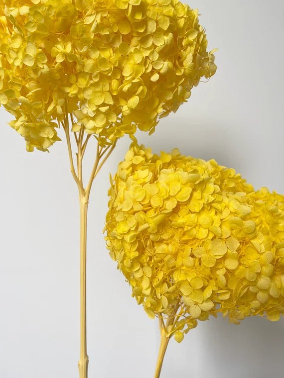 Bakewareind Dried Hydrangeas Leaves Preserved, Golden Yellow - Bakeware India