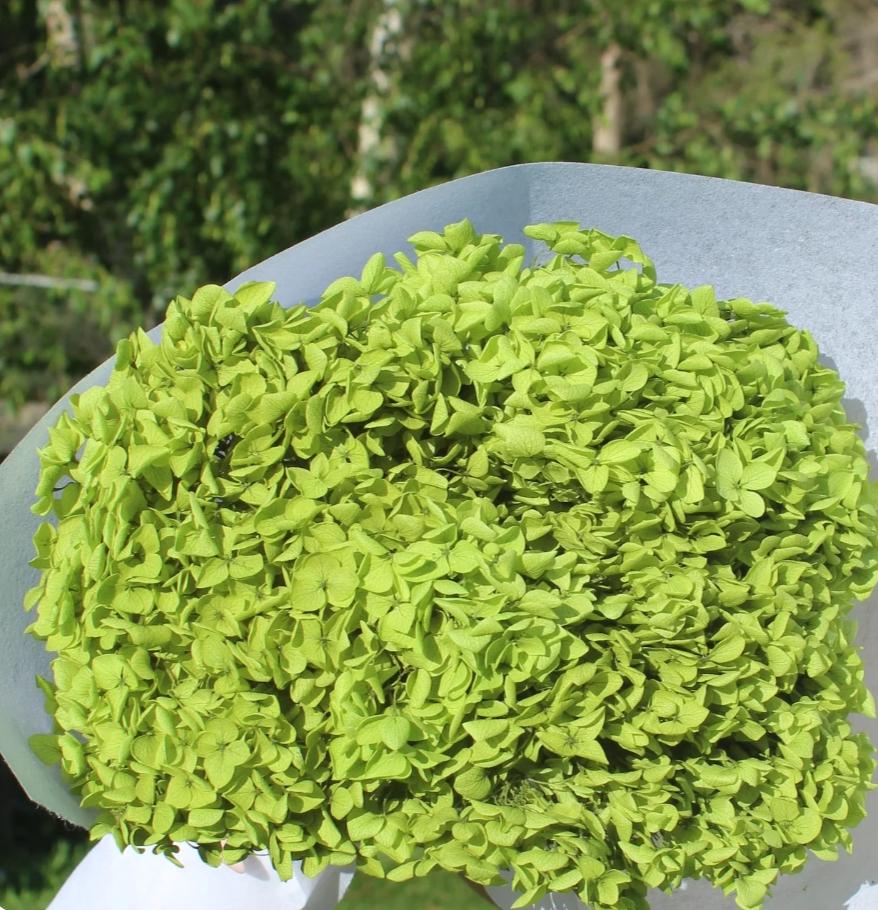 Bakewareind Dried Hydrangeas Leaves Preserved, Green - Bakeware India
